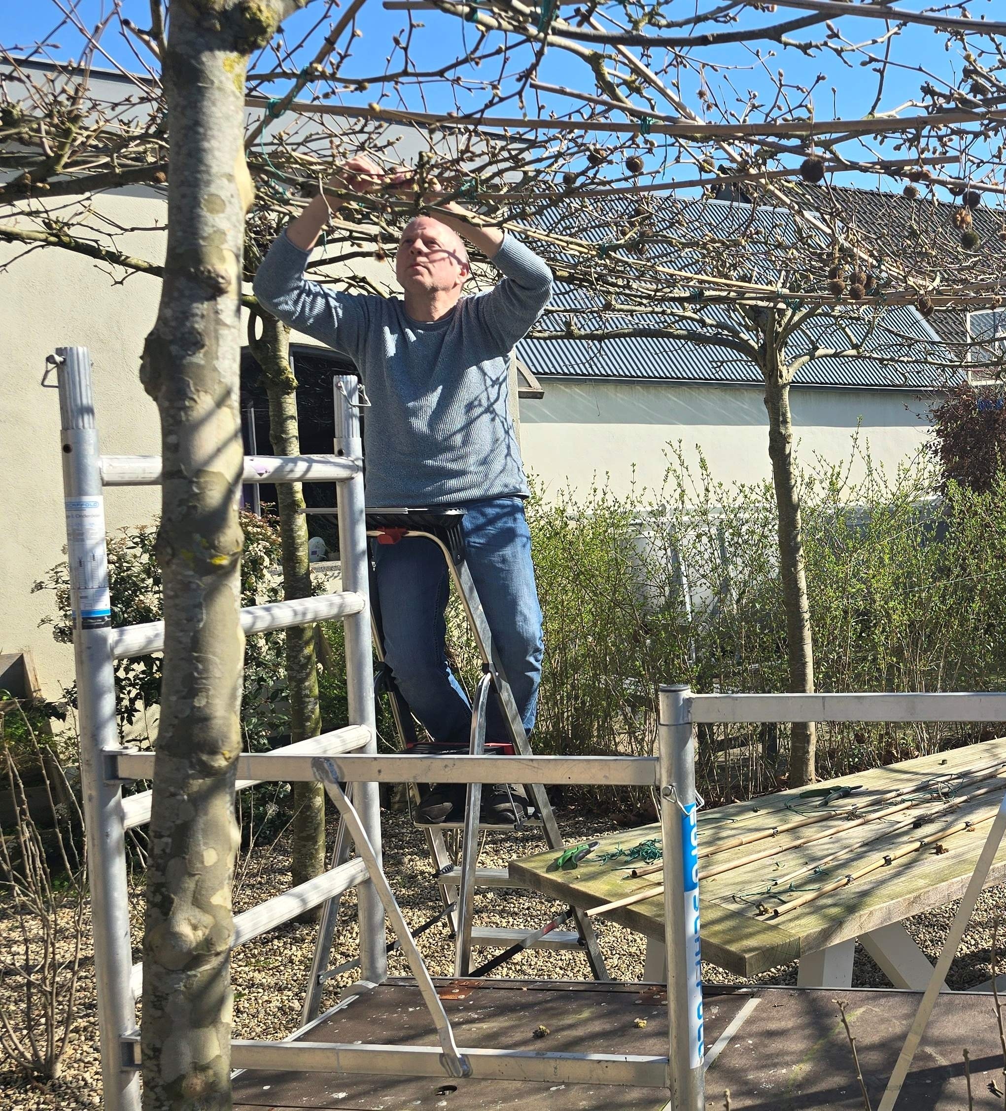 Deelnemer snoeit leibomen in de tuin van Zorgmolen De Hoop in Lienden